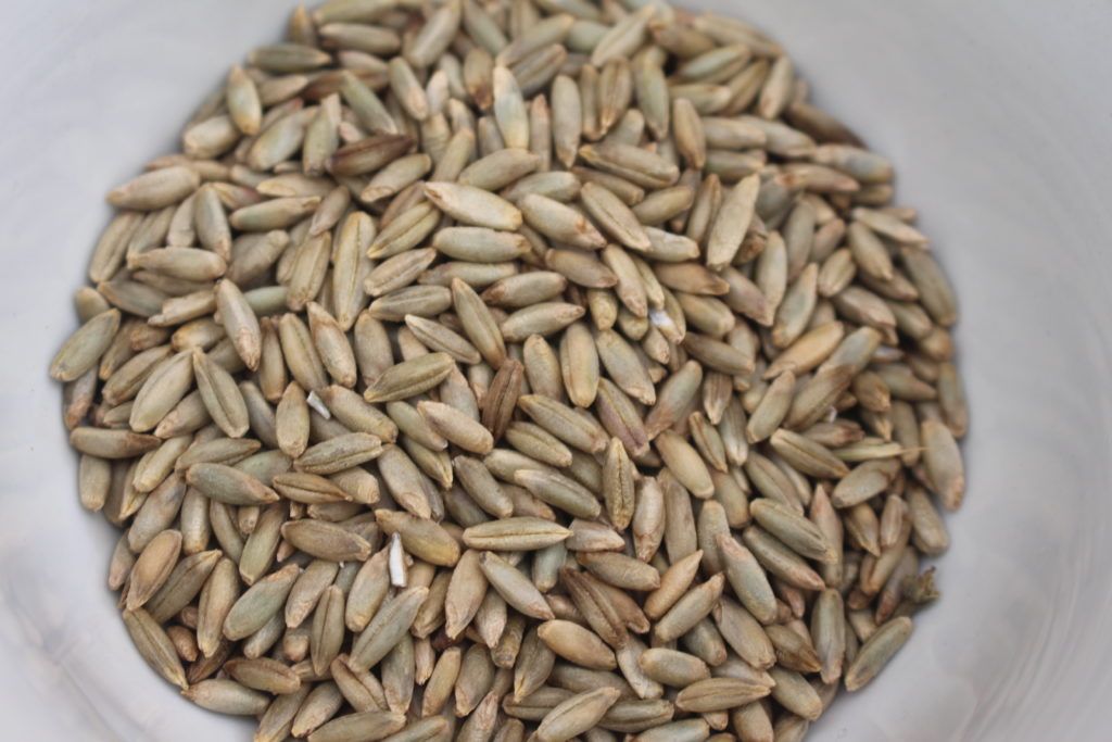 Rye Kernels Yellow Submarine